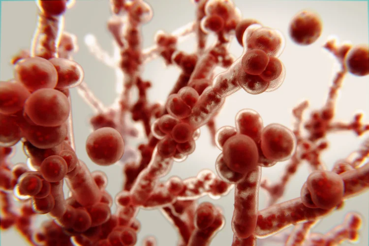 Candida fungus under microscope showing yeast overgrowth as a common cause of candidiasis in humans.