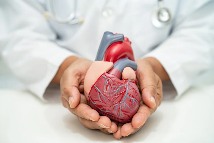 Doctor holding human heart model for risk management after TripleRisk blood test screening.