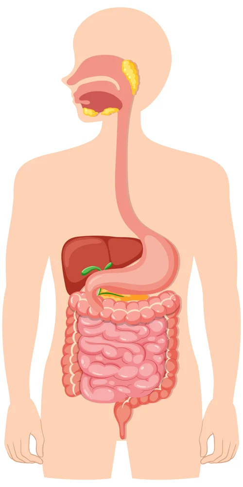 Microorganisms that make up the gut microbiome in the digestive tract.