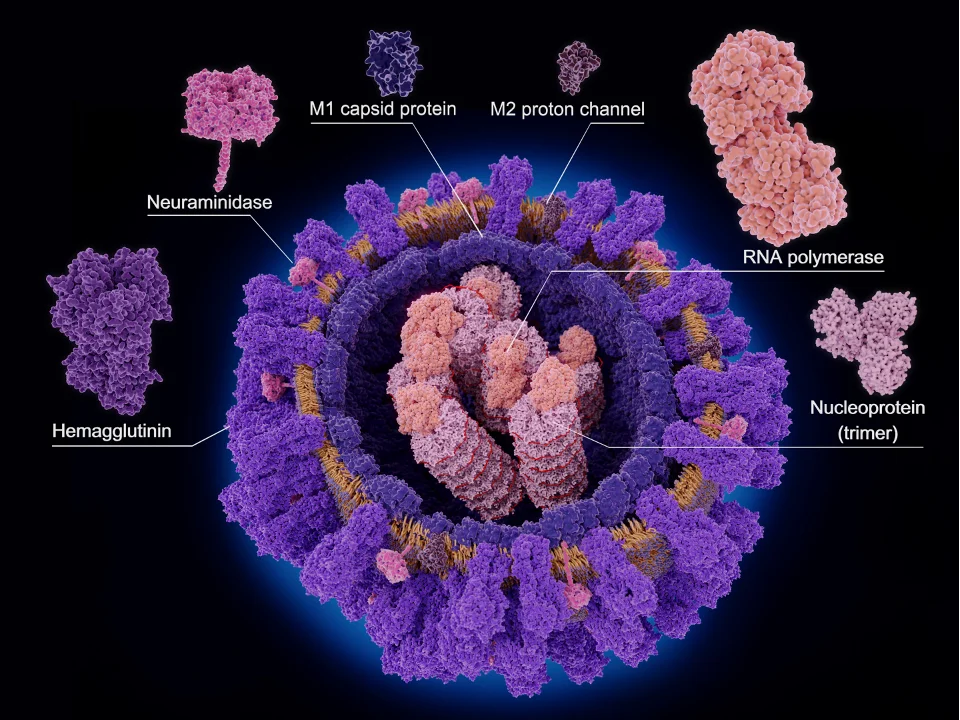 Neuraminidase inhibited by Tamiflu.