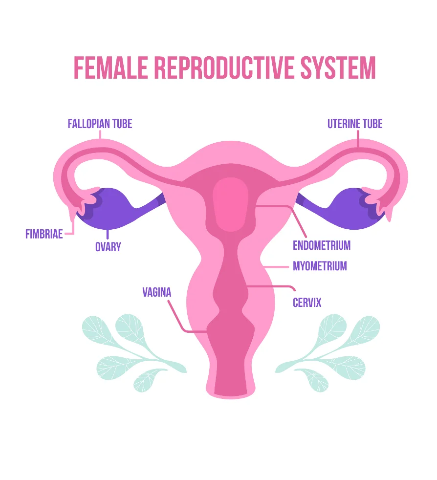 STDs can affect female reproductive system.