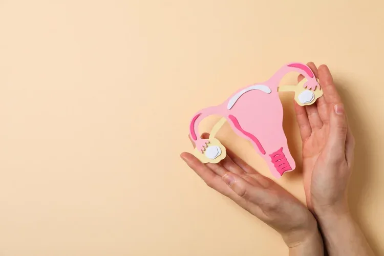 双手托着女性生殖系统的纸艺模型